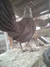 Favorite this post jul 9 gamefowl gallos roosters game fowl. Black Grey Game Hen Black And Grey Game Hen Bird