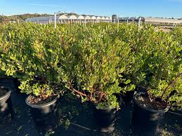 Image result for Macrotyloma densiflorum