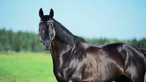 We did not find results for: Which Horse Breed Reflects Your Personality Howstuffworks