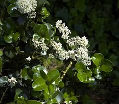 Image result for Lythrum rotundifolium