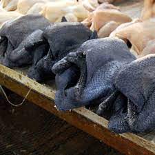 Hailing from the land down under, these chooks are chill, docile birds. What S The Deal With Black Chickens Kitchn