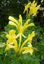 Image result for Tecomaria