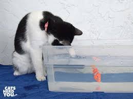 Black And White Tuxedo Cat Black And White Tuxedo Cat Paws At Robotic Fish Cathumor Catlover Cattoys Cats Cat Paws Cat Toys Tuxedo Cat