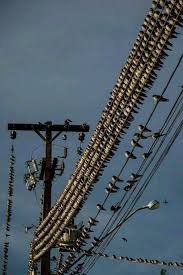 Revival Animals Beautiful Pretty Birds Beautiful Birds