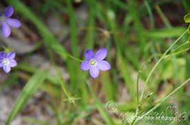 Image result for Wahlenbergia ramosissima