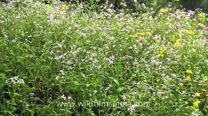 Image result for Oldenlandia machingensis