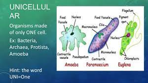 Check spelling or type a new query. Classification Of Organisms 6 12 D How Are Living Organisms Classified We Classify Living Organisms Into A Domain And Kingdom Based On The Following Ppt Download