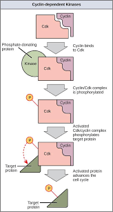 Image result for Cell Cycle