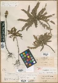 Image result for Biophytum crassipes