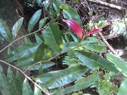 Image result for Ochnaceae