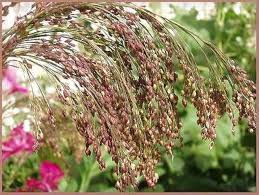 Image result for Panicum miliaceum