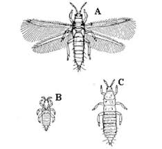 Image result for Onion Thrips