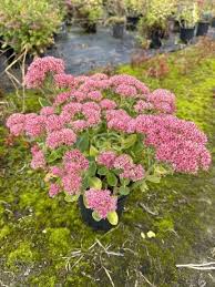 Image result for Sedum