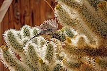 The cactus wren's nest is a large, spherical structure usually built with dry grasses and annual plants; Cactus Wren Wikipedia