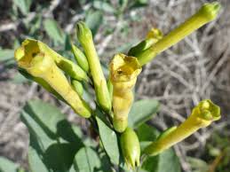 Image result for Nicotiana glauca