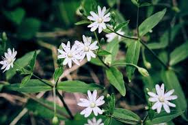 Image result for Stellaria mannii