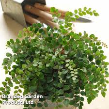 Image result for Pellaea angulosa