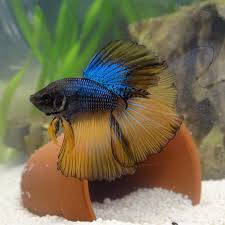 How do you tell them apart? Knowing All Types Of Betta Fish By Tail Pattern And Color With Photo And Description Fish Tank Live