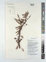 Image result for Acacia kirkii