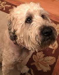 Mack Says Adopt Me Wheaten Terrier Rescue Dog Care Tips Dog Adoption