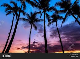Pngkit selects 45 hd palm tree silhouette png images for free download. Tropical Beach Sunset Image Photo Free Trial Bigstock