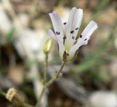 Image result for Swertia tetrandra