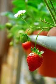 Epingle Par Miss B V Sur Fruta Fruit Fraises Des Bois Recettes De Fraises Fruits Et Legumes