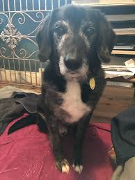 We did not find results for: Adopt Sparky On Petfinder Labrador Retriever Labrador Retriever Dog Yellow Lab Puppies