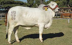 Just fill in the get email alerts form below. Cattle Branding How To Get It Right Every Time