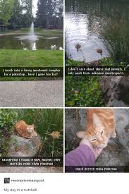 Pin By Yadis Mo Cuishle On Pokemon Cute Funny Animals Funny Animals Animal Memes