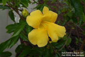 Image result for Dolichandra