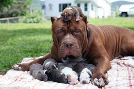 Warren county, warren, pa id: Hulk The World S Biggest Pitbull Cuddles Up To His Litter Of Puppies Which Are Worth 300 000 Daily Mail Online