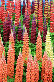 Pin On Plante