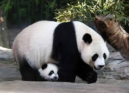 Learn about symptoms, treatment, and support. China S Wild Great Panda Population Grows Time