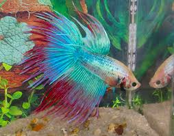 siamese fighting fish betta betta splendens fish guide