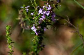 Image result for Micromeria imbricata