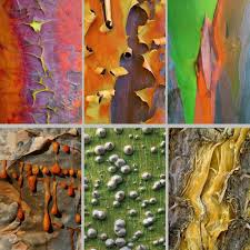 The World S Most Beautiful Bark Or Trees Worth A Closer Look Rainbow Eucalyptus Rainbow Eucalyptus Tree Plant Fungus