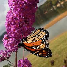 Monarch On Butterfly Bush Butterfly Bush Flower Pictures Flowers