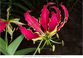 Image result for Gloriosa