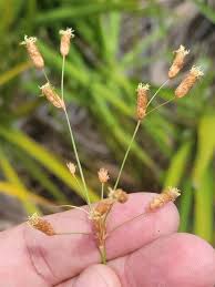 Image result for Fimbristylis