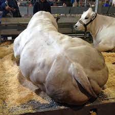 Последние твиты от antonio piemontese (@apiemontese). La Qualita Del Fassone Piemontese Blog Note Golose