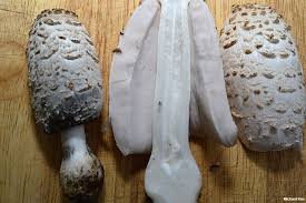 Image result for Coprinus comatus