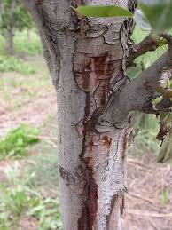 Maybe you would like to learn more about one of these? Fire Blight Erwinia Amylovora Usu
