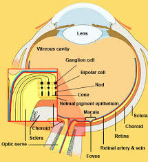 Image result for Retinal Anatomy