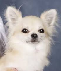 Long Haired Chihuahua Chihuahua Chihuahua Puppies Baby Chihuahua