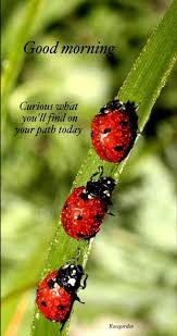 Good morning to the love of my life. Good Morning Quotes With Ladybugs Quotesgram