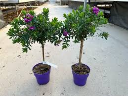 Image result for Polygala myriantha