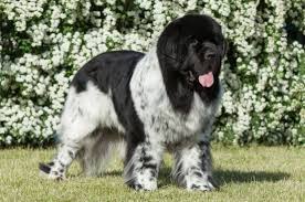 Landseer Puppies Breed Information Puppies For Sale