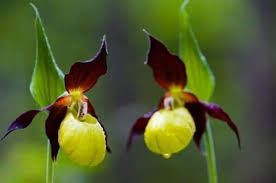 Maybe you would like to learn more about one of these? 15 Most Rare Flowers In The World List Of Rare Flower Names Pictures