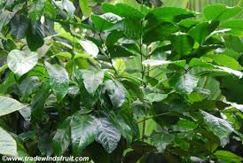 Image result for Clutia robusta